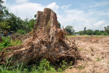 Bir ağaç kökü kaz Devrilmiş bir ağaç, yerin altından kökleri kopmuş bir ağaç yerde yatar.