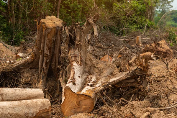 Scavare Una Radice Albero Albero Caduto Albero Lacerato Con Radici — Foto Stock