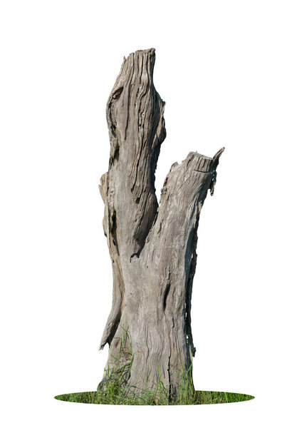 Изображение основания старого сухого дерева на белом фоне
