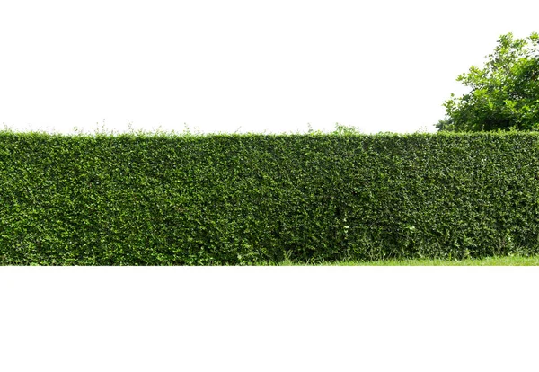 Green Tree Wall Isolatad White Background — 스톡 사진