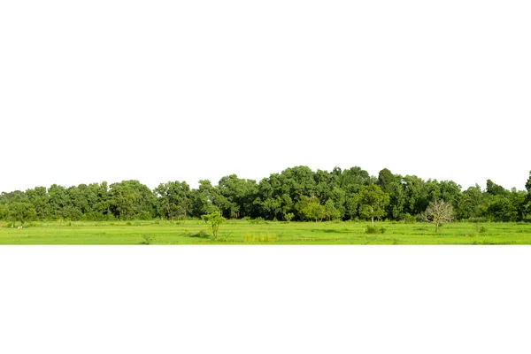 Ansicht Einer Hochauflösenden Baumgrenze Isoliert Auf Weißem Hintergrund — Stockfoto