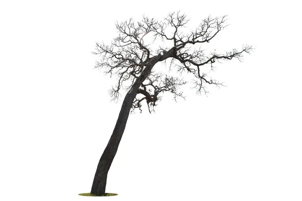 Мертве Дерево Ізольовано Білому Тлі Відсікаючий Контур Ліцензійні Стокові Фото