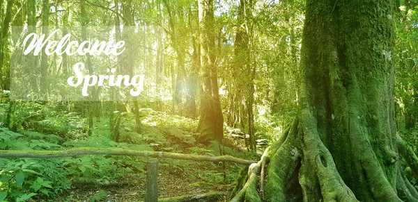 Spring Welcomes Nature Morning Moss Forest Sunshine — Stock Photo, Image