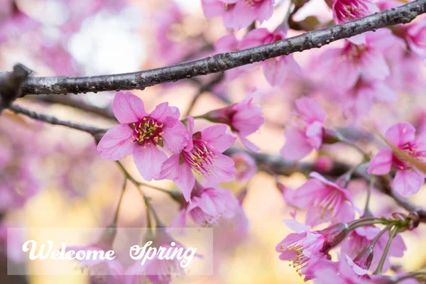 Välkommen Vår Natur Morgonen Med Körsbärsblomma Rosa Blommor — Stockfoto