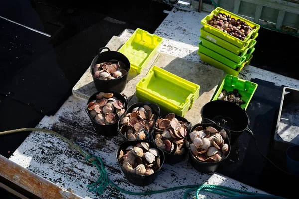 Buckets Full Freshly Caught Scallops Deck Fishing Boat — Stock Photo, Image