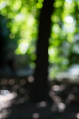 Odaklanamayan ve arka planda yanan bir ağaç görüntüsü.