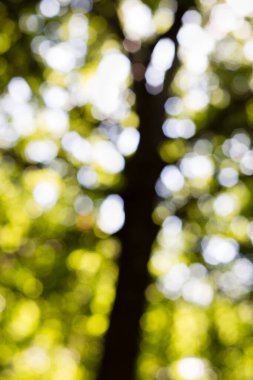 Odaklanamayan ve arka planda yanan bir ağaç görüntüsü.