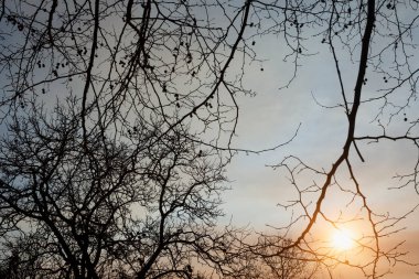 Gün batımında ağaç dallarının silueti