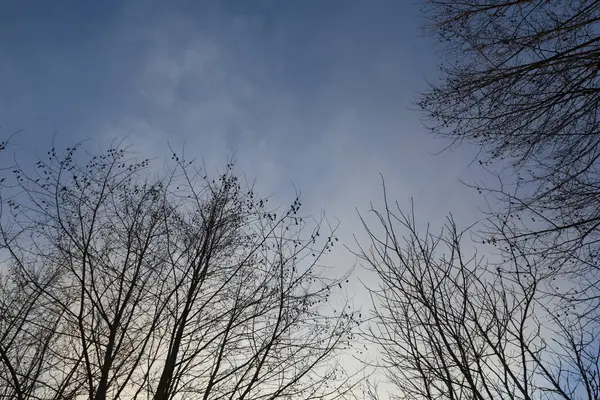 Ağaç dallarının silueti beyaz bulutlu mavi gökyüzüne karşı aydınlandı