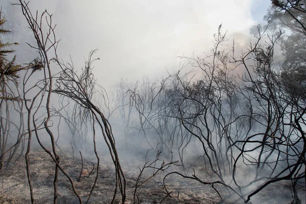 Forêt Basse Brûlée Après Incendie Forêt — Photo