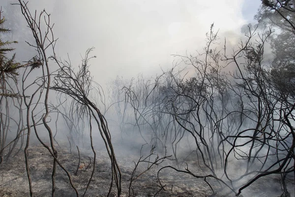 Forêt Basse Brûlée Après Incendie Forêt — Photo