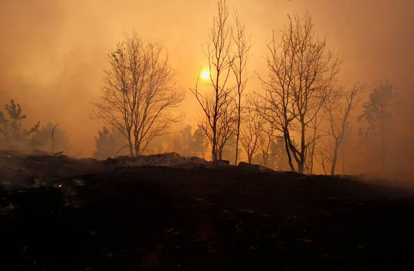 Arbres Brûlés Flammes Feu Forêt — Photo