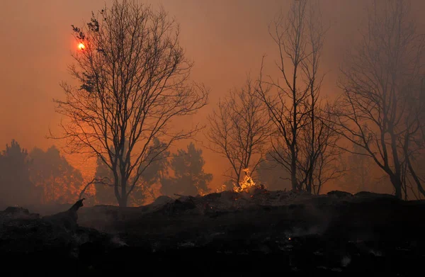 Arbres Brûlés Flammes Feu Forêt — Photo