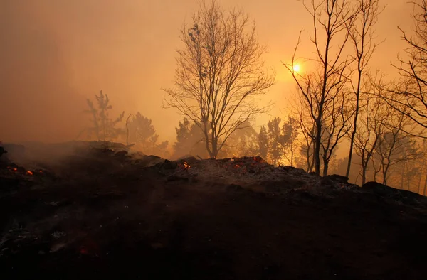 Arbres Brûlés Flammes Feu Forêt — Photo