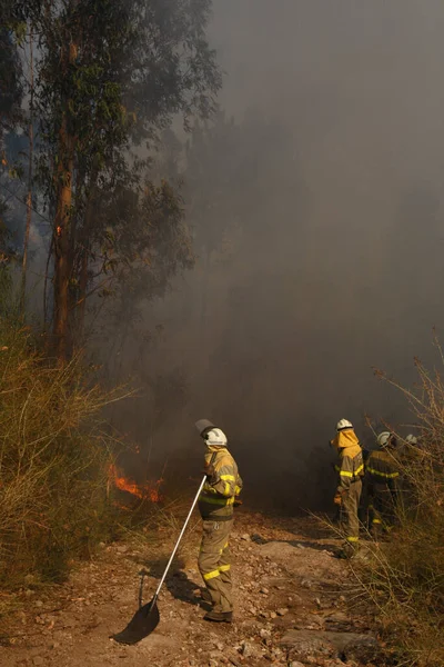 Deux Pompiers Contrôlent Progression Incendie Forêt Avec Leurs Pelles Lutte — Photo