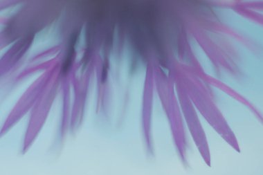 Devedikeni çiçeğinin sanatsal ve odak dışı görüntüsü