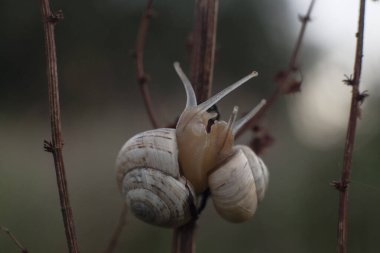 Bitki dalında iki beyaz salyangoz.