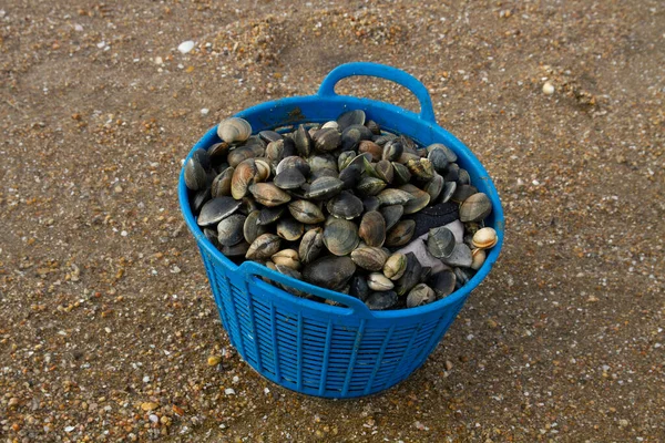 Niebieski Kosz Pełen Obślizgłych Małży Plaży — Zdjęcie stockowe