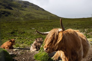 İskoçya 'nın Skye Adası' ndaki İskoçya inekleri. İskoçya Sığırları