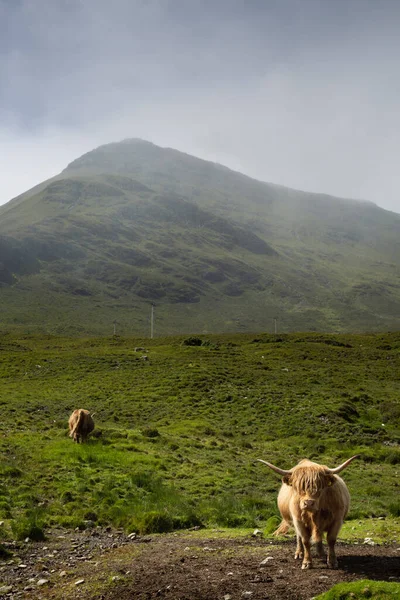 Hochlandkühe Auf Der Isle Skye Schottland Hochlandrinder — Stockfoto