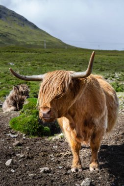 Skye Adası 'ndaki İskoçya ineği. İskoçya Sığırları