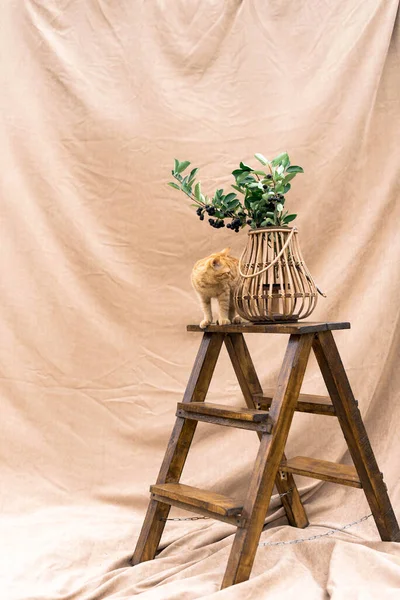 black rowan in a vase on a wooden ladder with a red cat on a beige background
