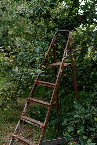 Bahçedeki Elma Ağaçlarının Yanında Metal Bir Merdiven — Stok fotoğraf