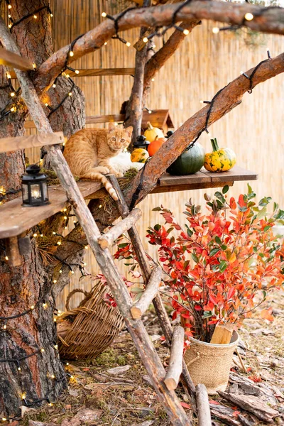 Roztomilý Červená Kočka Sedí Borovici Podzimním Deco — Stock fotografie