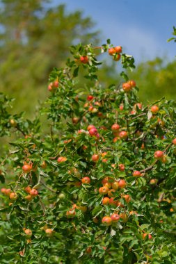 Kazakistan Almatı bölgesinde elma ağaçları