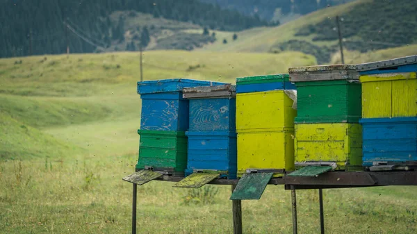 Kazakistan Almatı bölgesinde Apiary