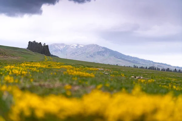 Kazakistan 'daki Tekes şelalesine giden vadi.