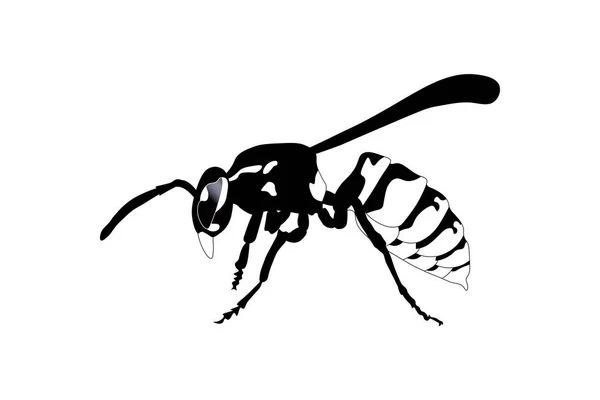 Wasp Bee Icon Black Outline Insects Vector Mammal Illustration — Stock Vector