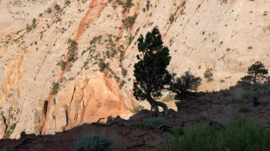 Zion national park peyzaj