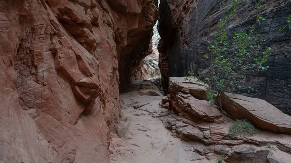 Zion National Park Peyzaj — Stok fotoğraf