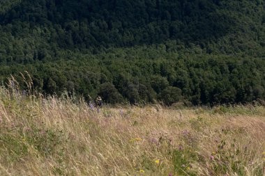Yeni Zelanda güzel manzara