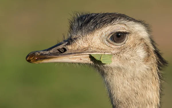 Suri Isst Ein Blatt Nahaufnahme — Stockfoto