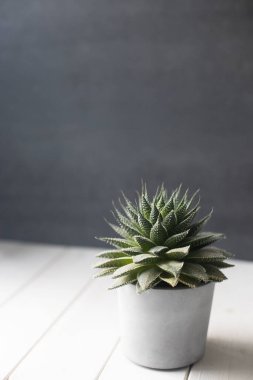 Beyaz ahşap arka planda gri saksıda ev bitkisi. Aloe dikey biçimi, boşluğu kopyala