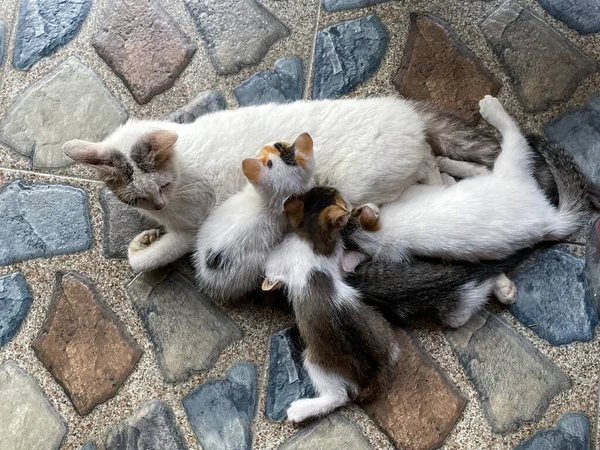 Kedi Yerde Uyuyor Küçük Kediyi Besliyor — Stok fotoğraf