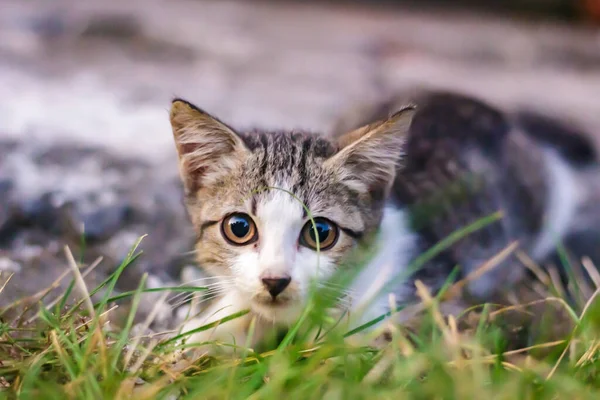 一只可爱的小猫咪 绿色的大眼睛在绿色的草地上 — 图库照片