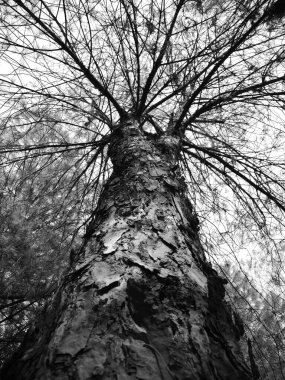 Siyah beyaz çam ağacı kabuğunun yakın görüntüsü