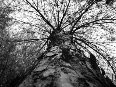 Siyah beyaz çam ağacı kabuğunun yakın görüntüsü