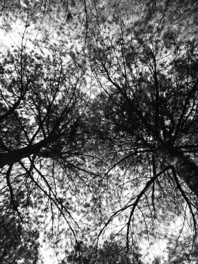 Çam ağaçlarının alt manzarası, siyah ve beyaz.