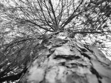 Siyah beyaz çam ağacı kabuğunun yakın görüntüsü