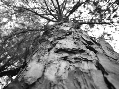 Siyah beyaz çam ağacı kabuğunun yakın görüntüsü