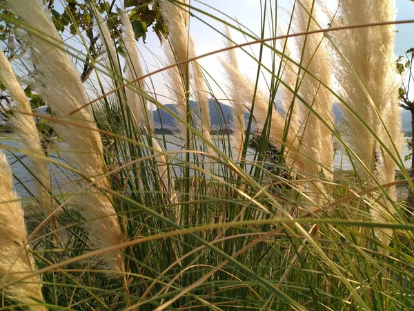 Flauschiges Schilf Herbst Nahaufnahme — Stockfoto