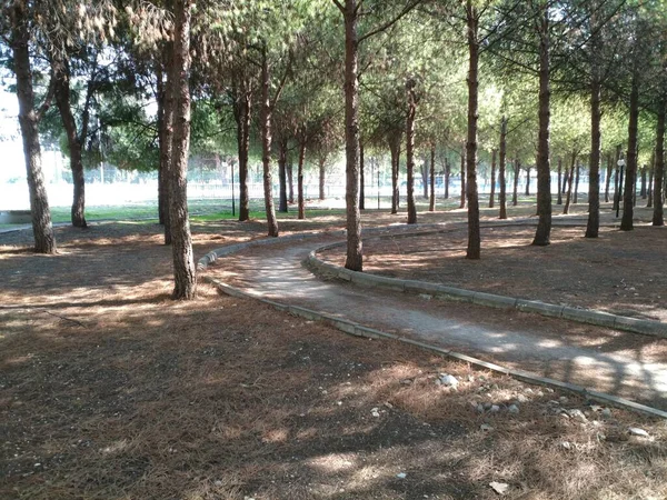 Autumnal Park Fir Trees Alleys — Stock Photo, Image