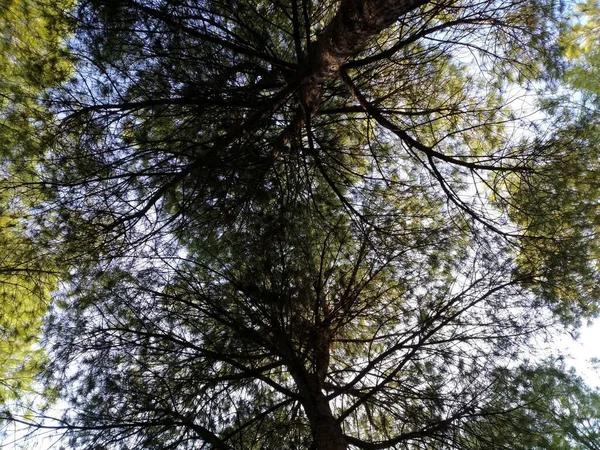 Tampilan Bawah Pohon Pinus Hutan — Stok Foto