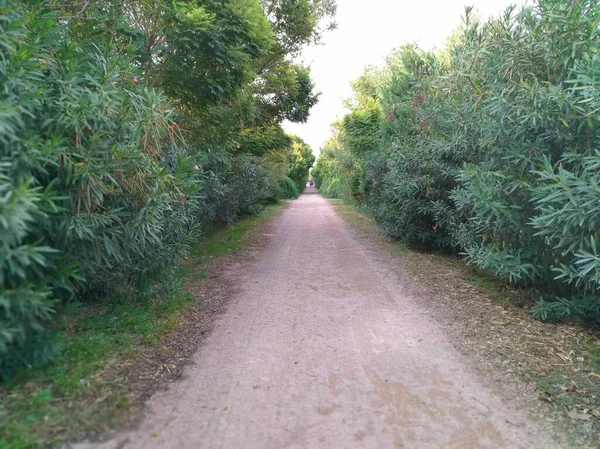 Parkta Gündüz Vakti Boş Bir Yol — Stok fotoğraf