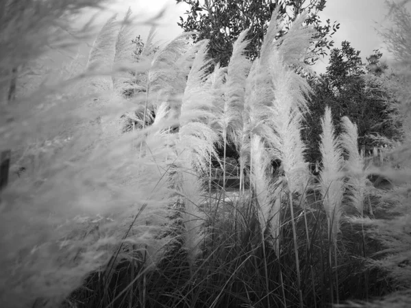 Fluffy Reeds Fall Closeup View — Stock Photo, Image