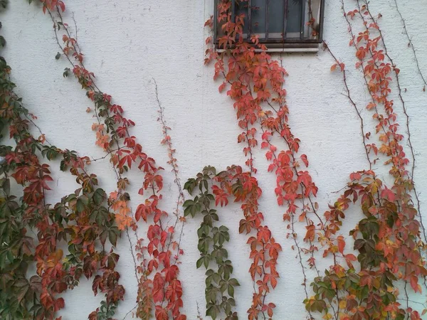 House Wall Wild Grapes — Stock Photo, Image